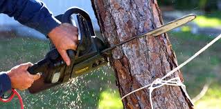 Best Tree Removal Service  in Wylie, TX