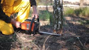 Best Tree Mulching Services  in Wylie, TX