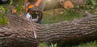 Best Tree Trimming and Pruning  in Wylie, TX