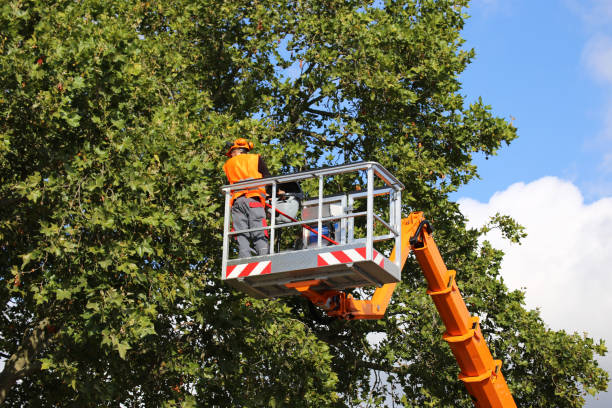 Why Choose Our Tree Removal Services in Wylie, TX?