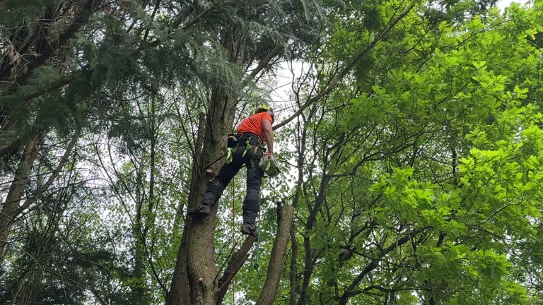  Wylie, TX Tree Services Pros