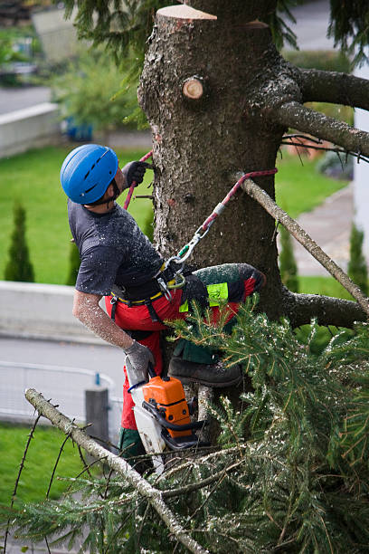 Best Lot and Land Clearing Services  in Wylie, TX